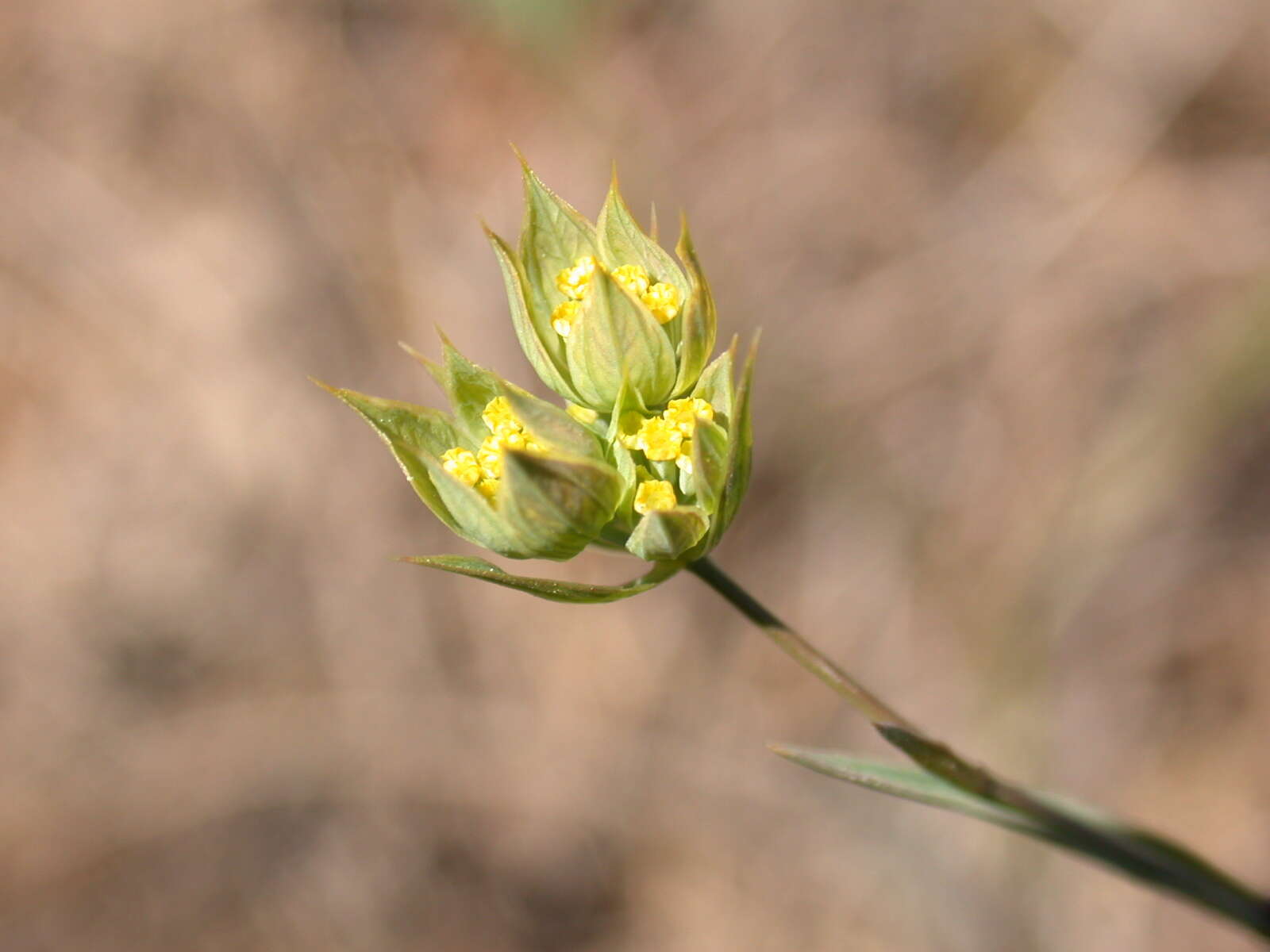 صورة Bupleurum baldense Turra