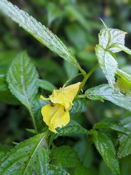 Imagem de Impatiens tayemonii Hayata