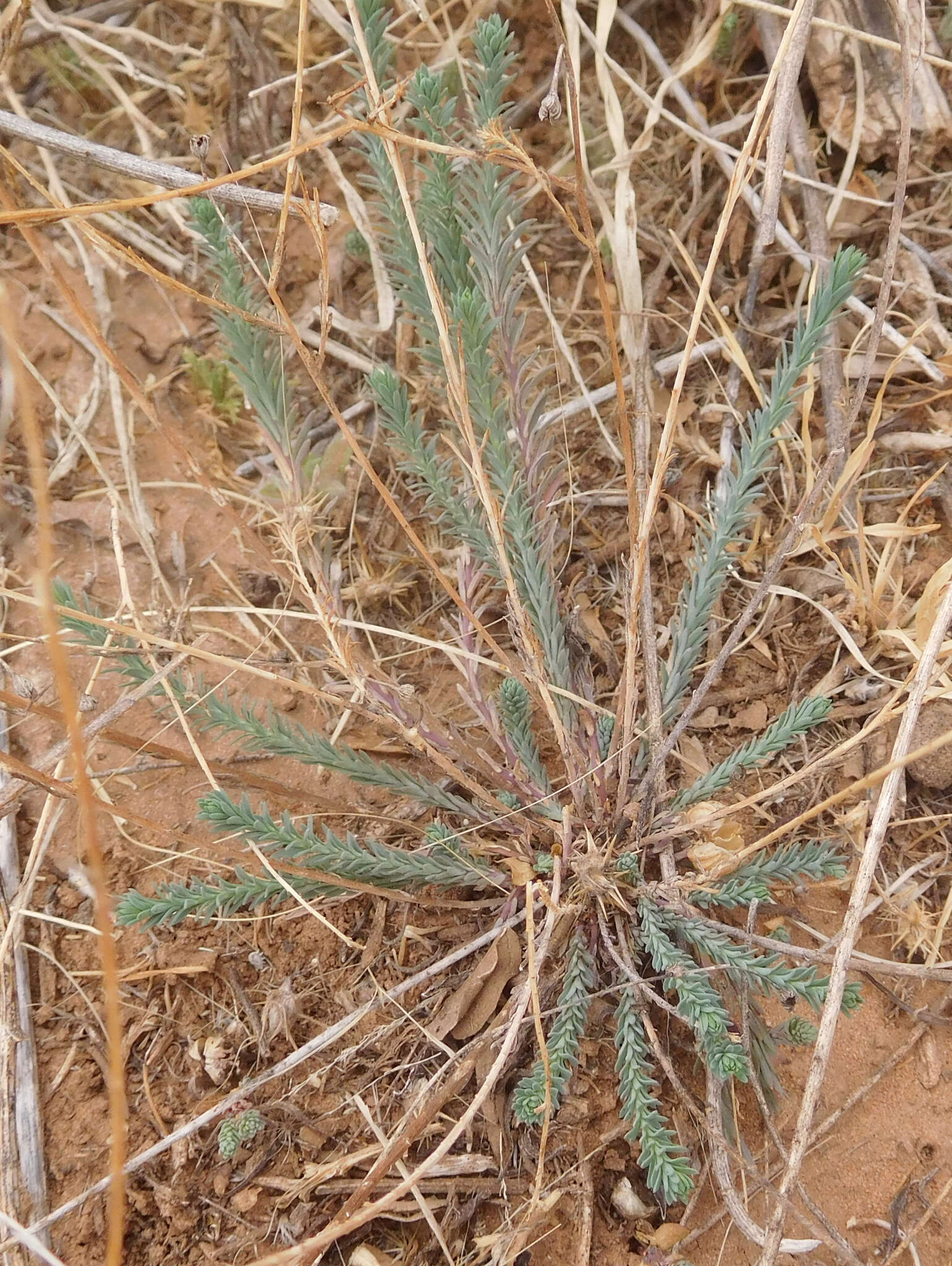 Image of meadow flax