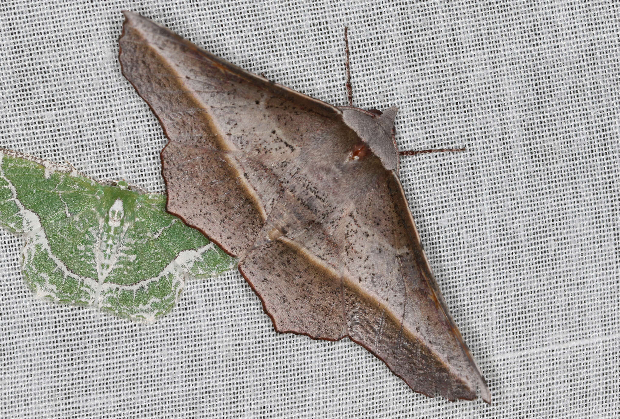 Image of Oenochroma vetustaria Walker 1860