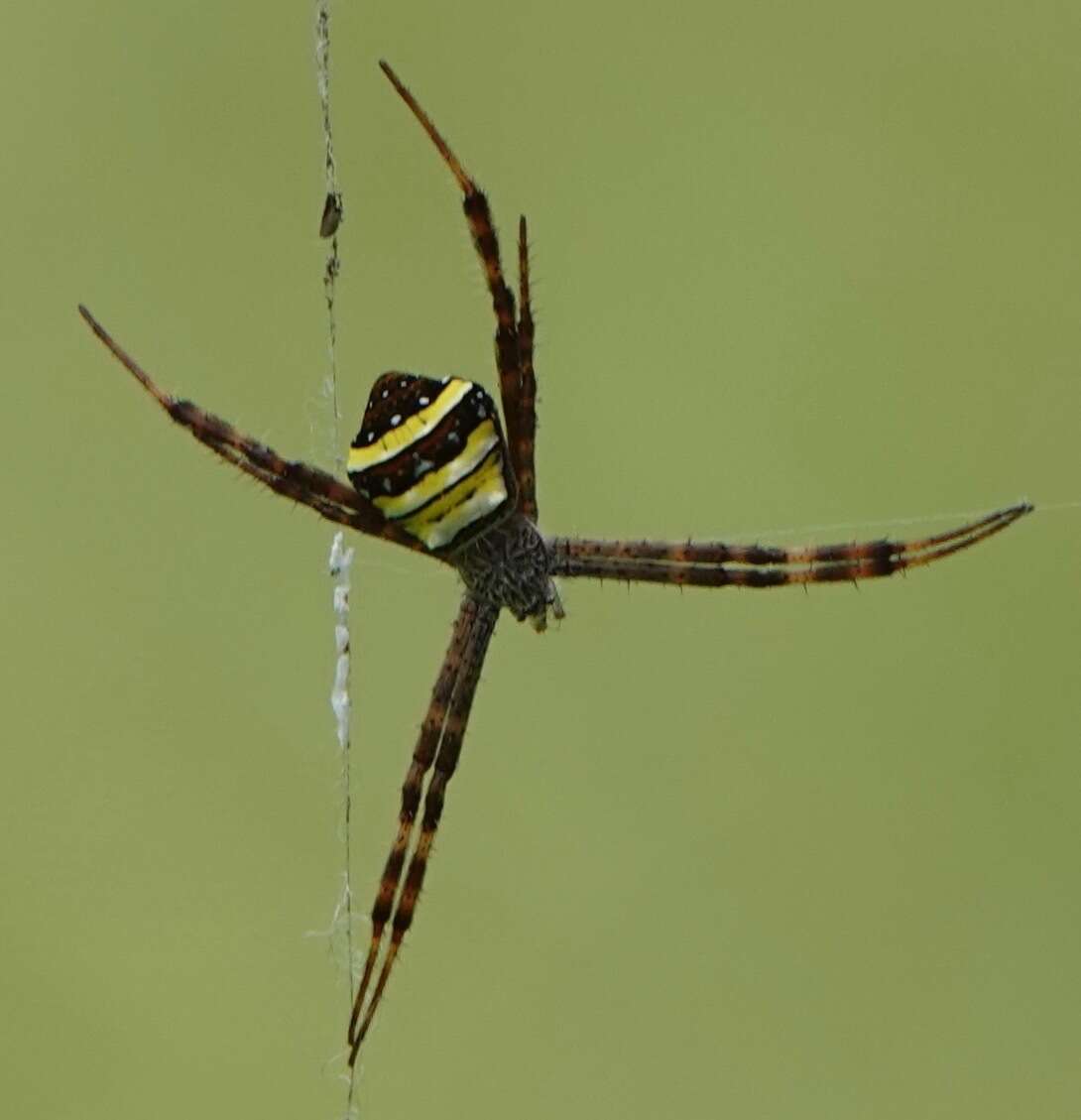 Image of Multi-coloured St Andrew's Cross Spider