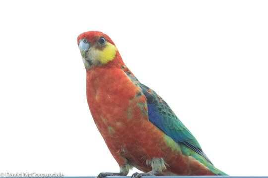 Image of Western Rosella