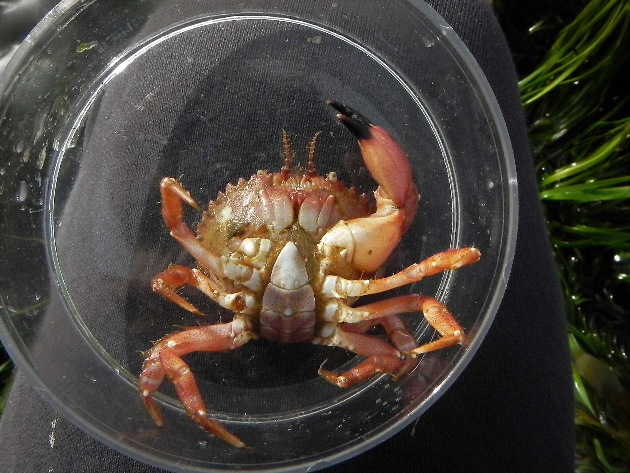 Imagem de Glebocarcinus oregonensis (Dana 1852)