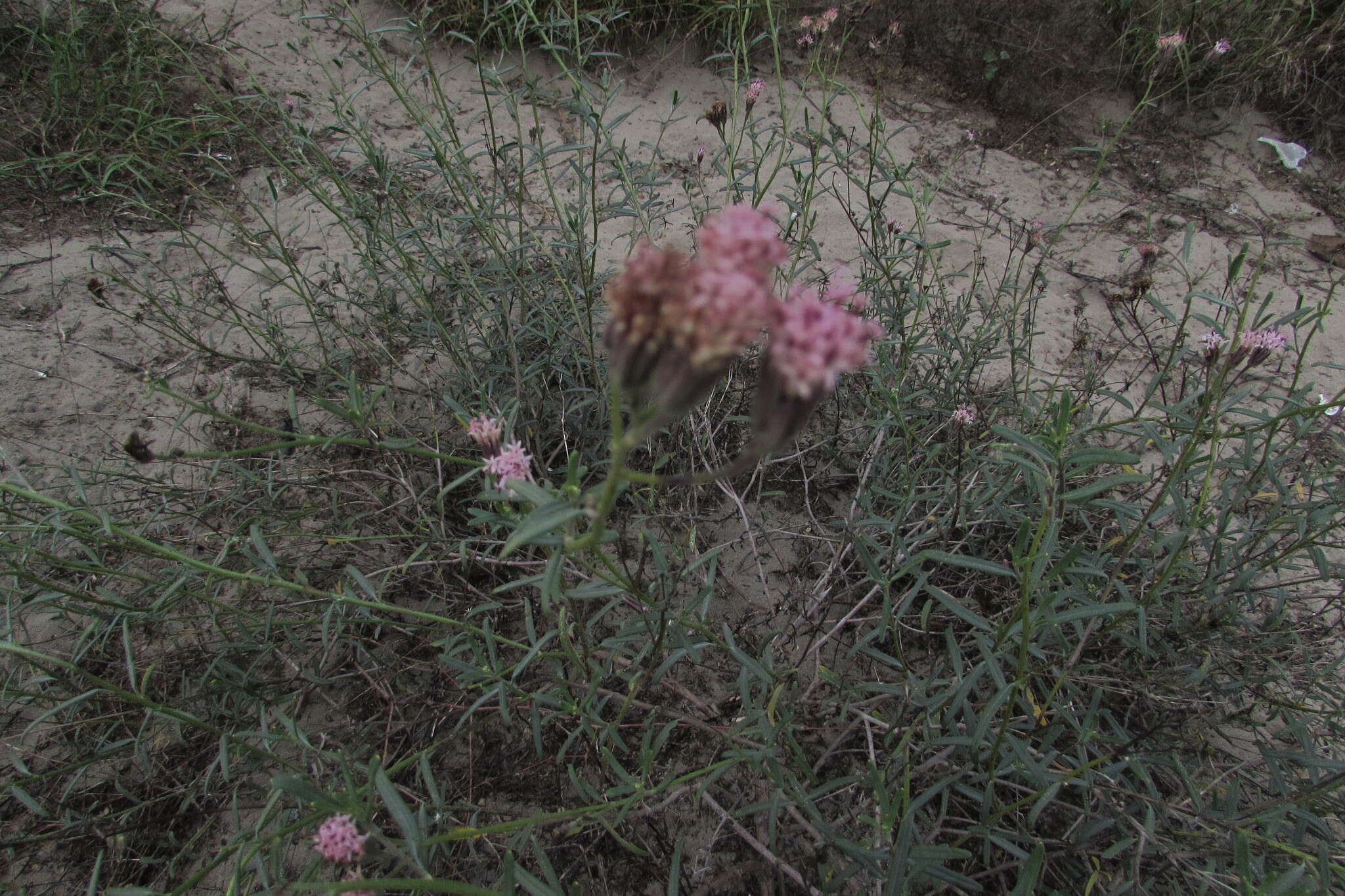 Image of Palafoxia linearis (Cav.) Lag.