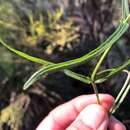 Image of Apowollastonia spilanthoides (F. Müll.) Orchard