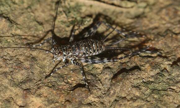 Paranemobius pictus (Saussure 1877) resmi