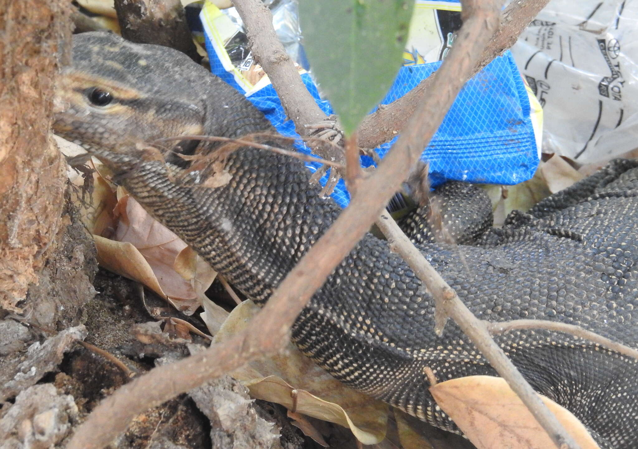 Image of Togian Water Monitor