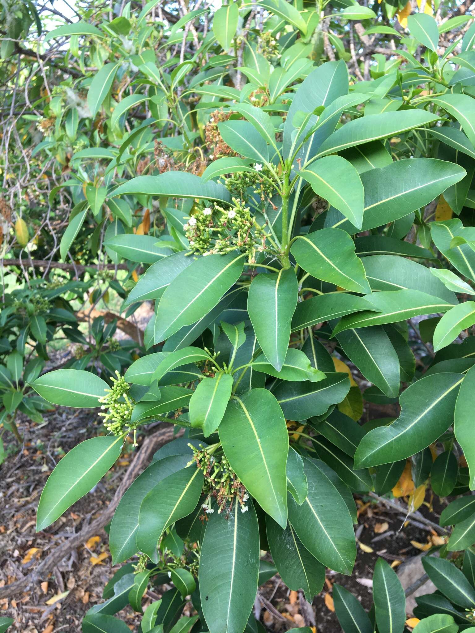 Image of devil's-pepper