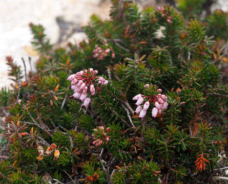 Image of Erica multiflora L.