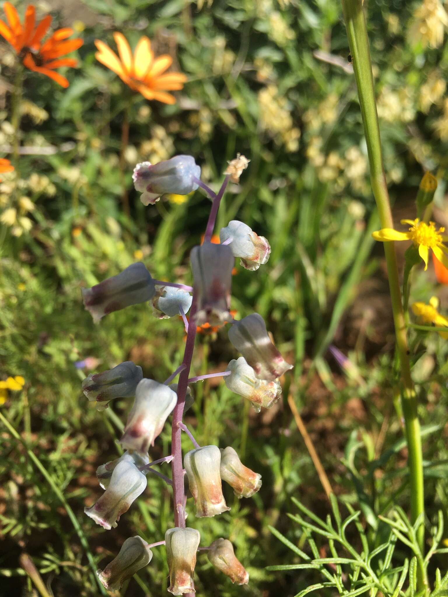 Image of Lachenalia bolusii W. F. Barker