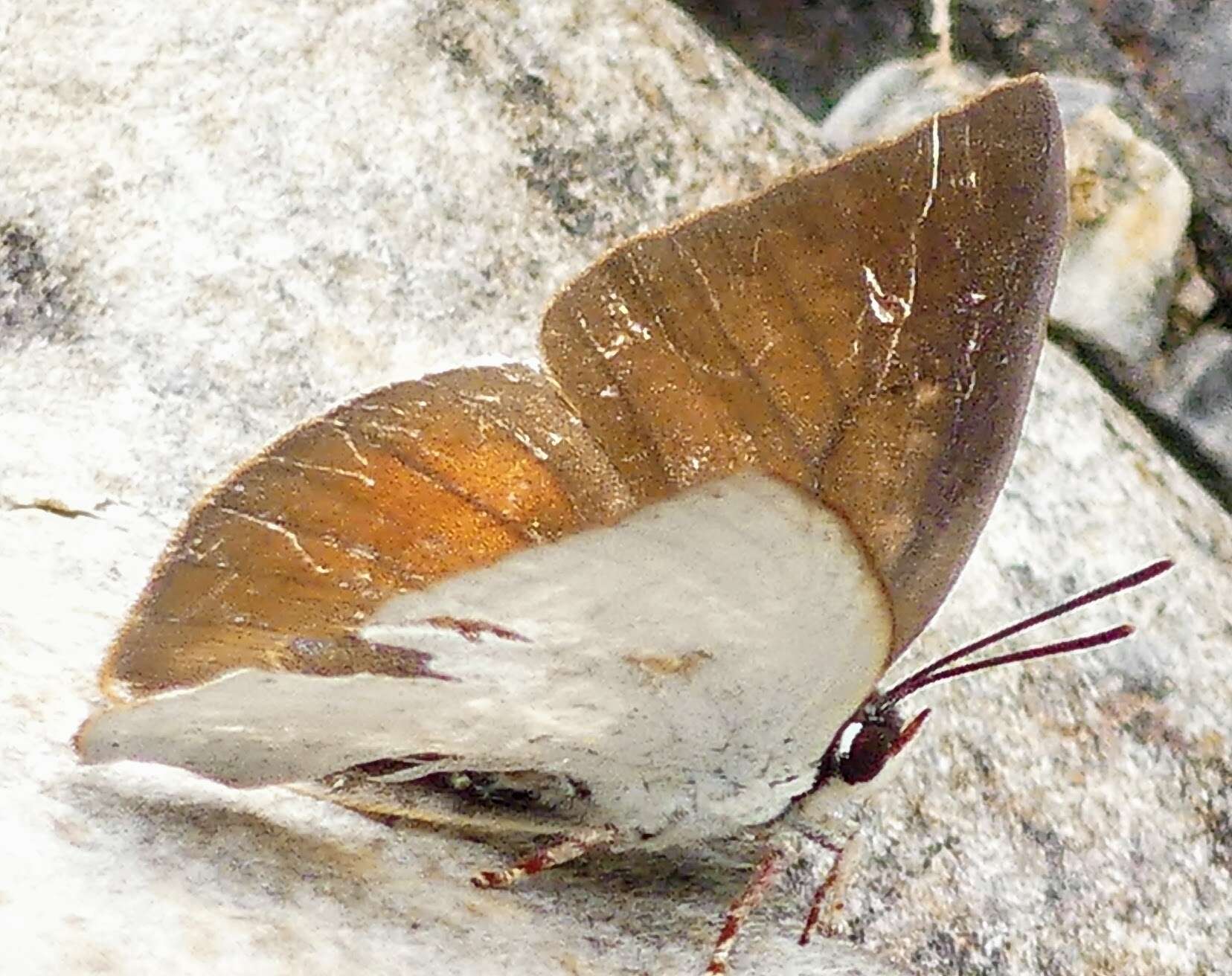 Image of Curetis brunnea Wileman 1909