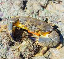 Image of Cuban stone crab