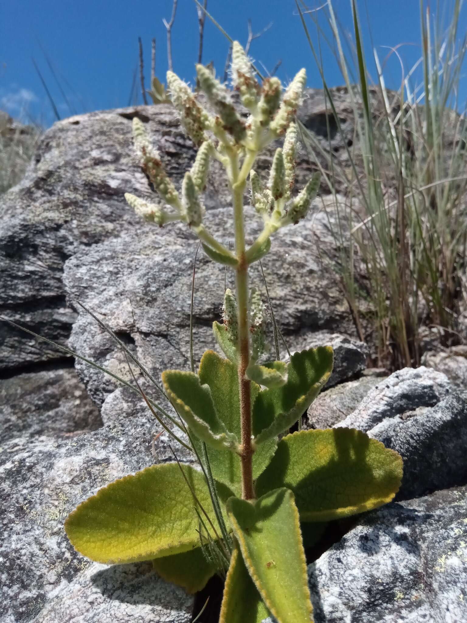 Image of Tetradenia clementiana Phillipson