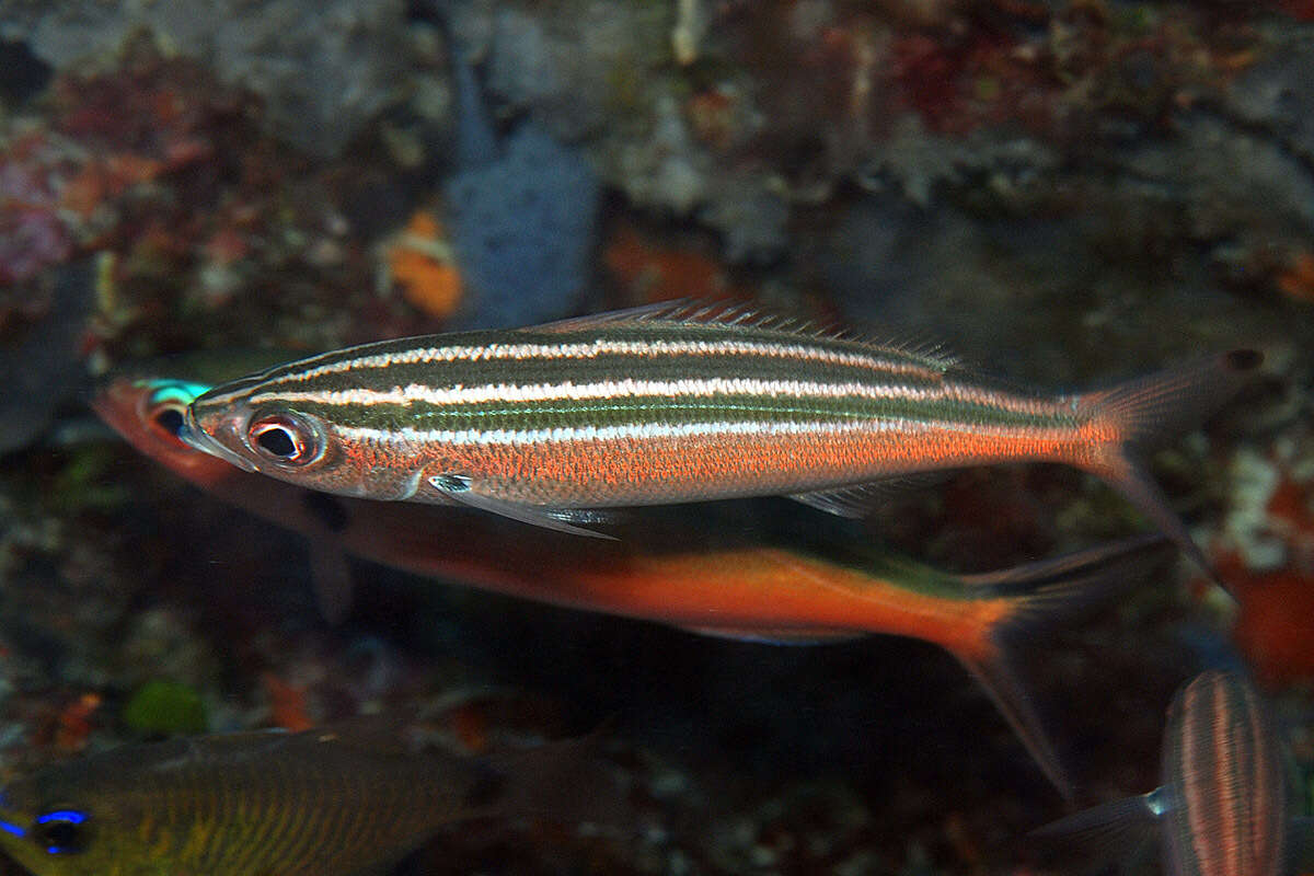 Imagem de Pterocaesio trilineata Carpenter 1987