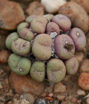 Image of Conophytum truncatum (Thunb.) N. E. Br.