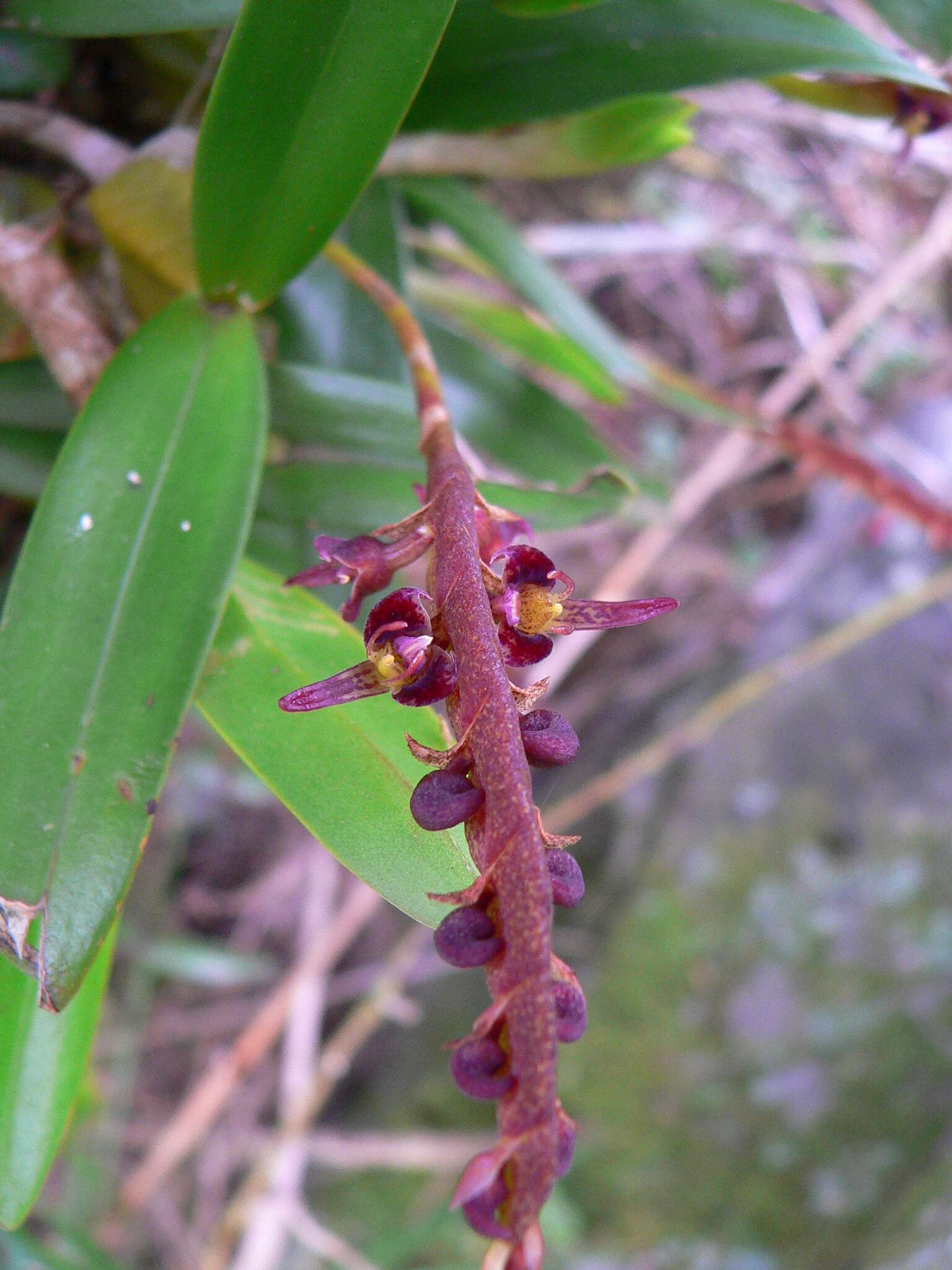 Sivun Bulbophyllum sandersonii (Hook. fil.) Rchb. fil. kuva