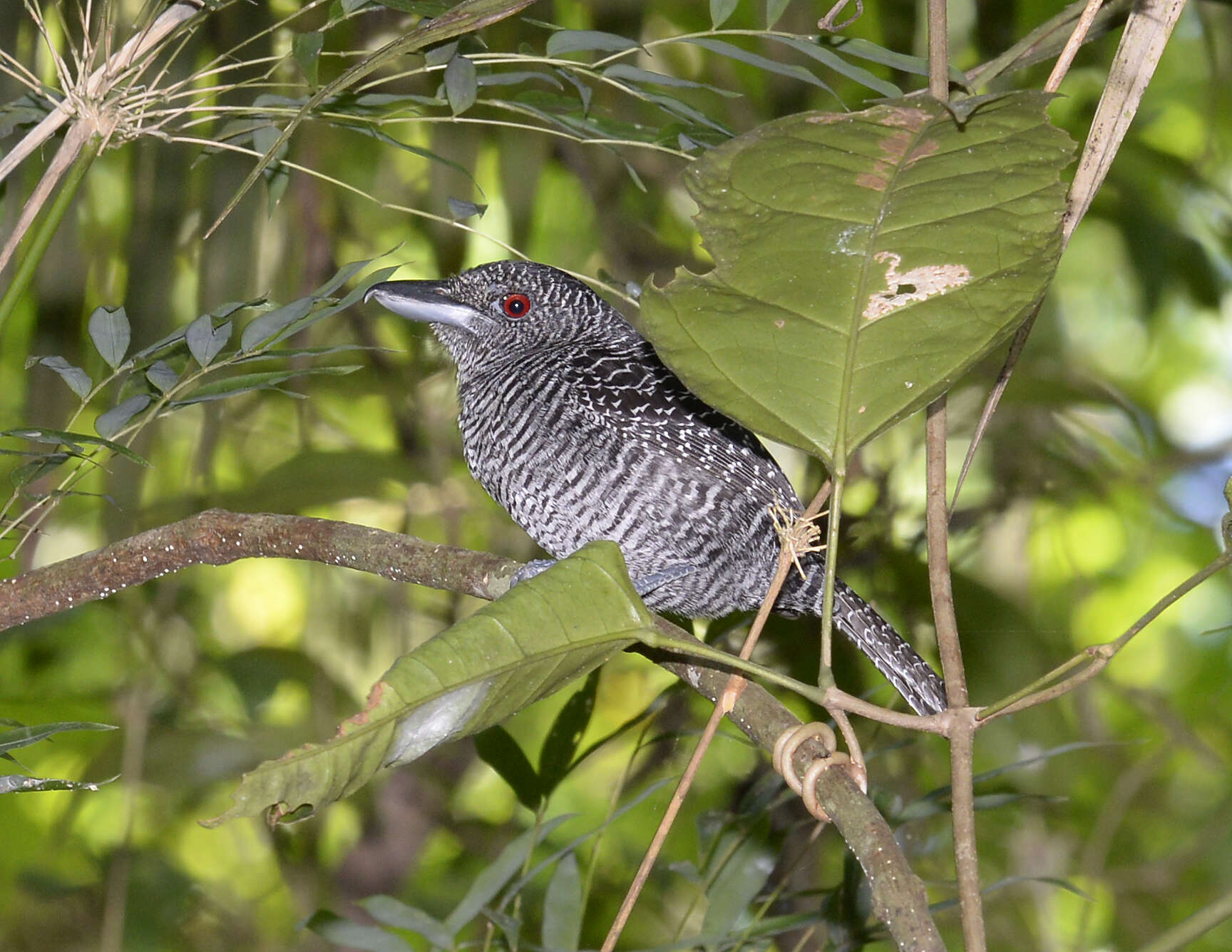 Image of Fasciated Antshrike