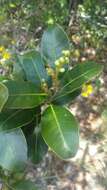 Image of Calophyllum milvum P. F. Stevens