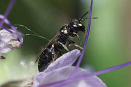 Image de Hylaeus pictipes Nylander 1852