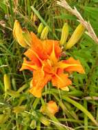 Image of Hemerocallis fulva var. fulva