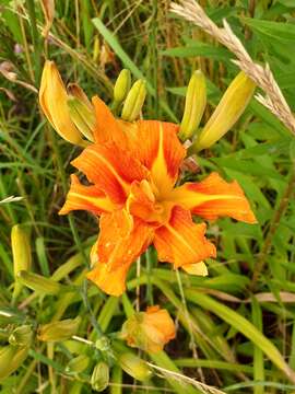 Image of Hemerocallis fulva var. fulva