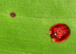 Image of Spaethiella coccinea (Boheman 1850)