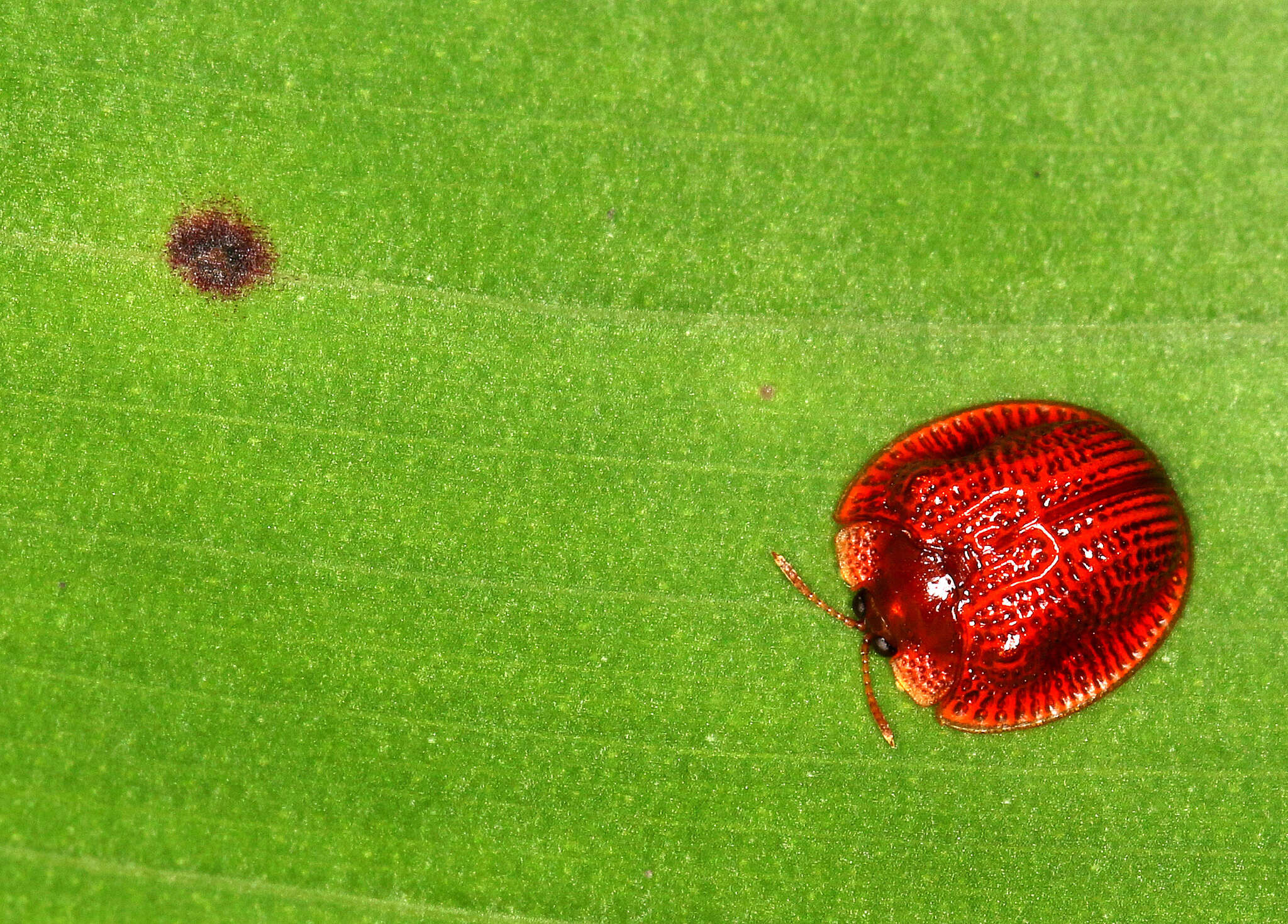 Image of Spaethiella coccinea (Boheman 1850)