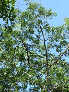 Image of Ceiba speciosa (A. St.-Hil., A. Juss. & Cambess.) P. Ravenna