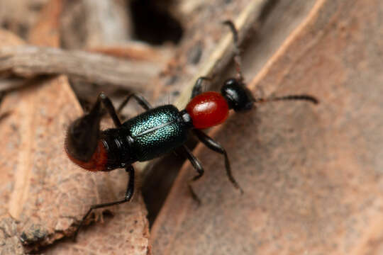 Image of Paederus cruenticollis Germar 1848