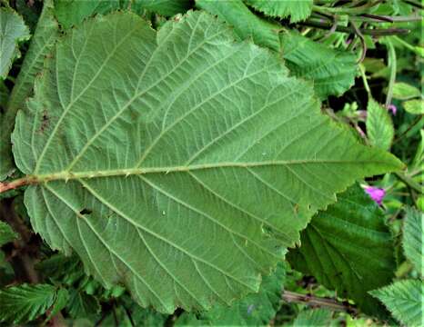 Image of Rubus incurvatiformis Edees