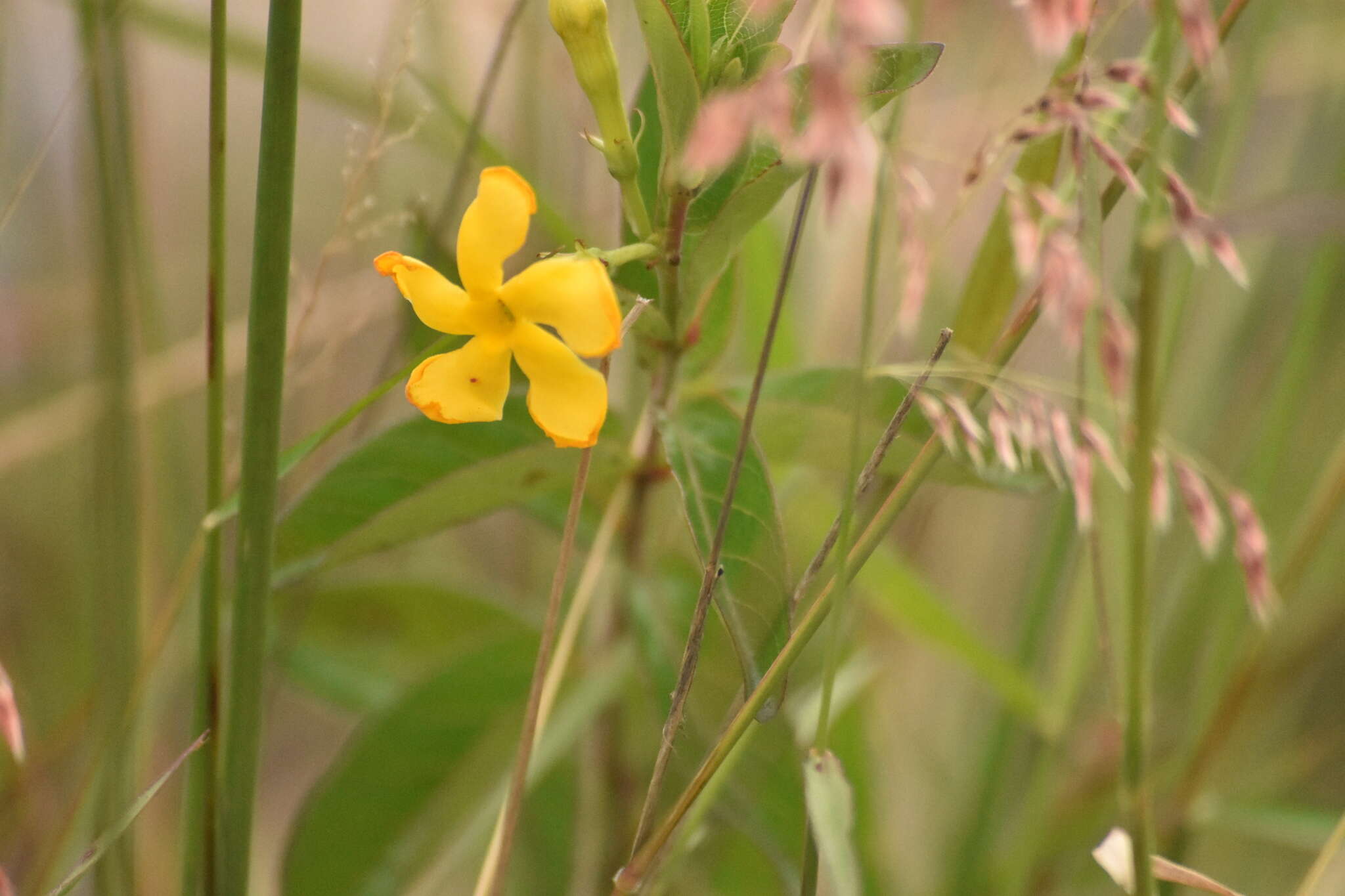 Image of Mandevilla mexicana (Müll. Arg.) R. E. Woodson