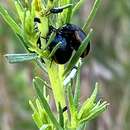 Plancia ëd Chrysolina (Chalcoidea) flavomarginata (Say 1824)