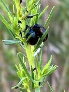 Image of Chrysolina (Chalcoidea) flavomarginata (Say 1824)