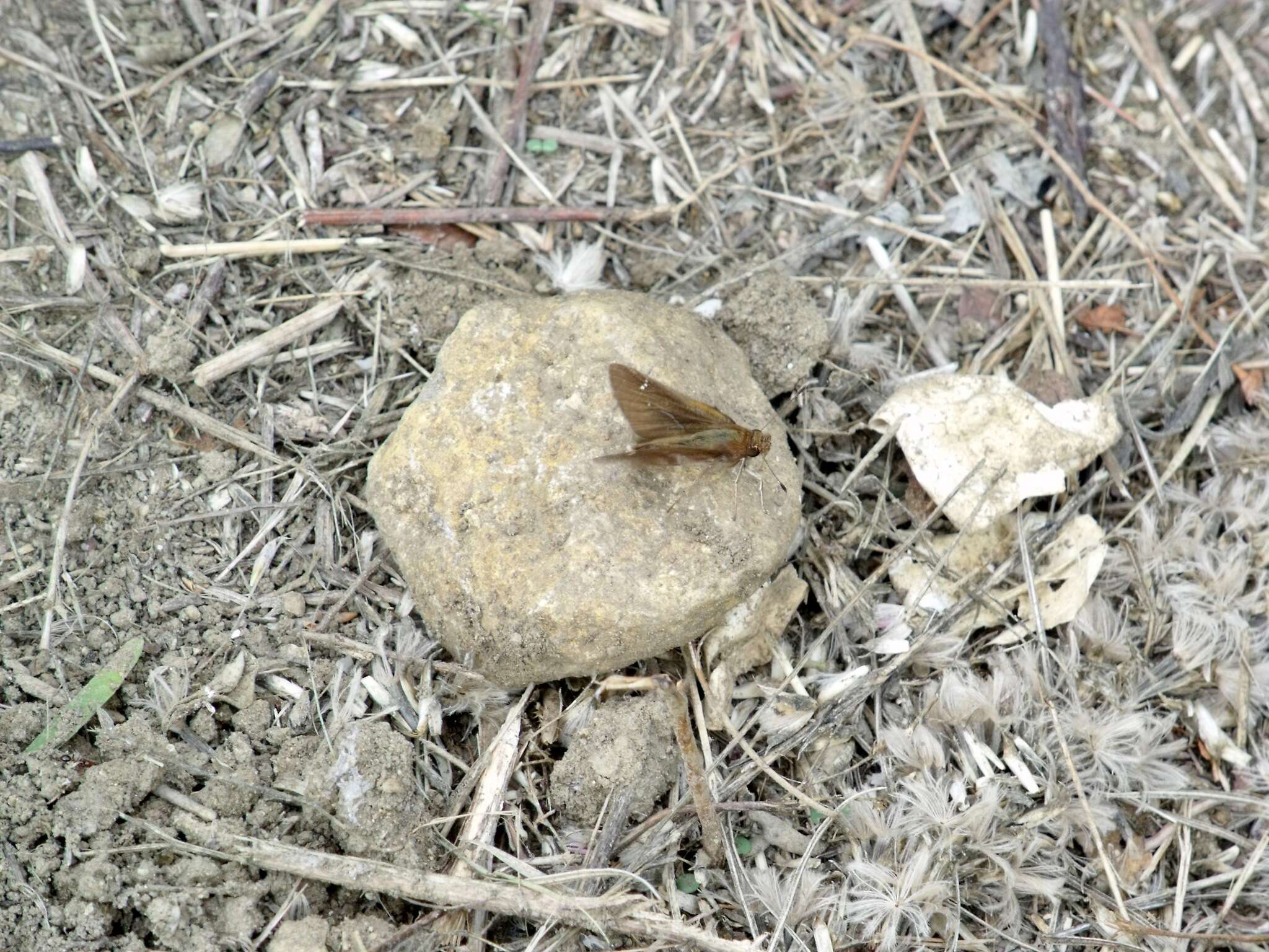 Image of Clouded Skipper