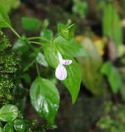 صورة Hypoestes triflora (Forssk.) Roem. & Schult.