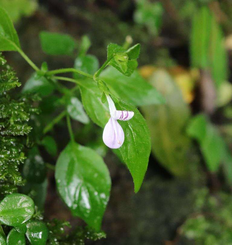 صورة Hypoestes triflora (Forssk.) Roem. & Schult.