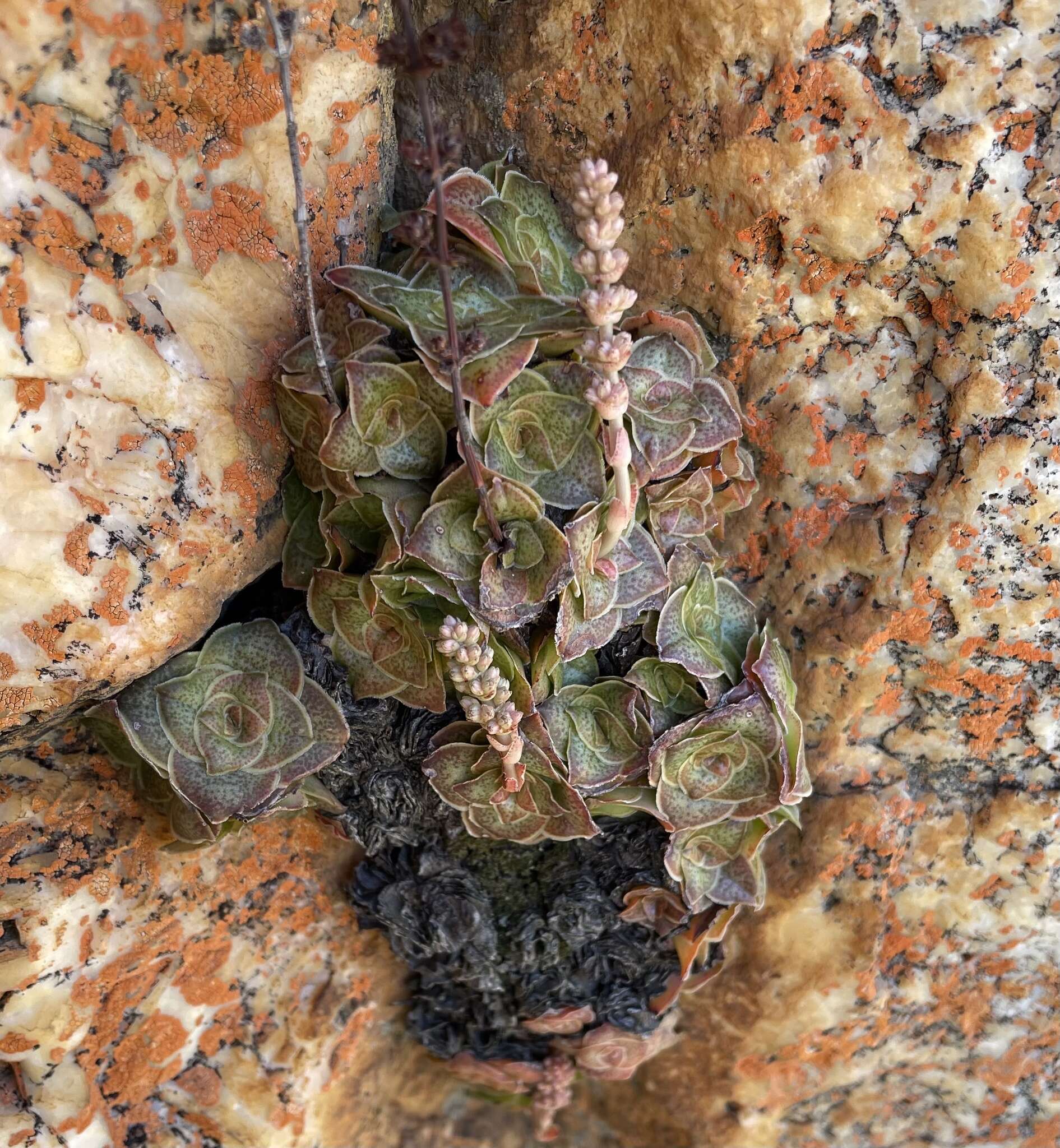 Image of Crassula pseudohemisphaerica Friedrich