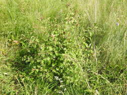 Слика од Crataegus rhipidophylla Gand.