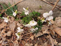 Image of Viola chaerophylloides var. sieboldiana (Maxim.) Makino