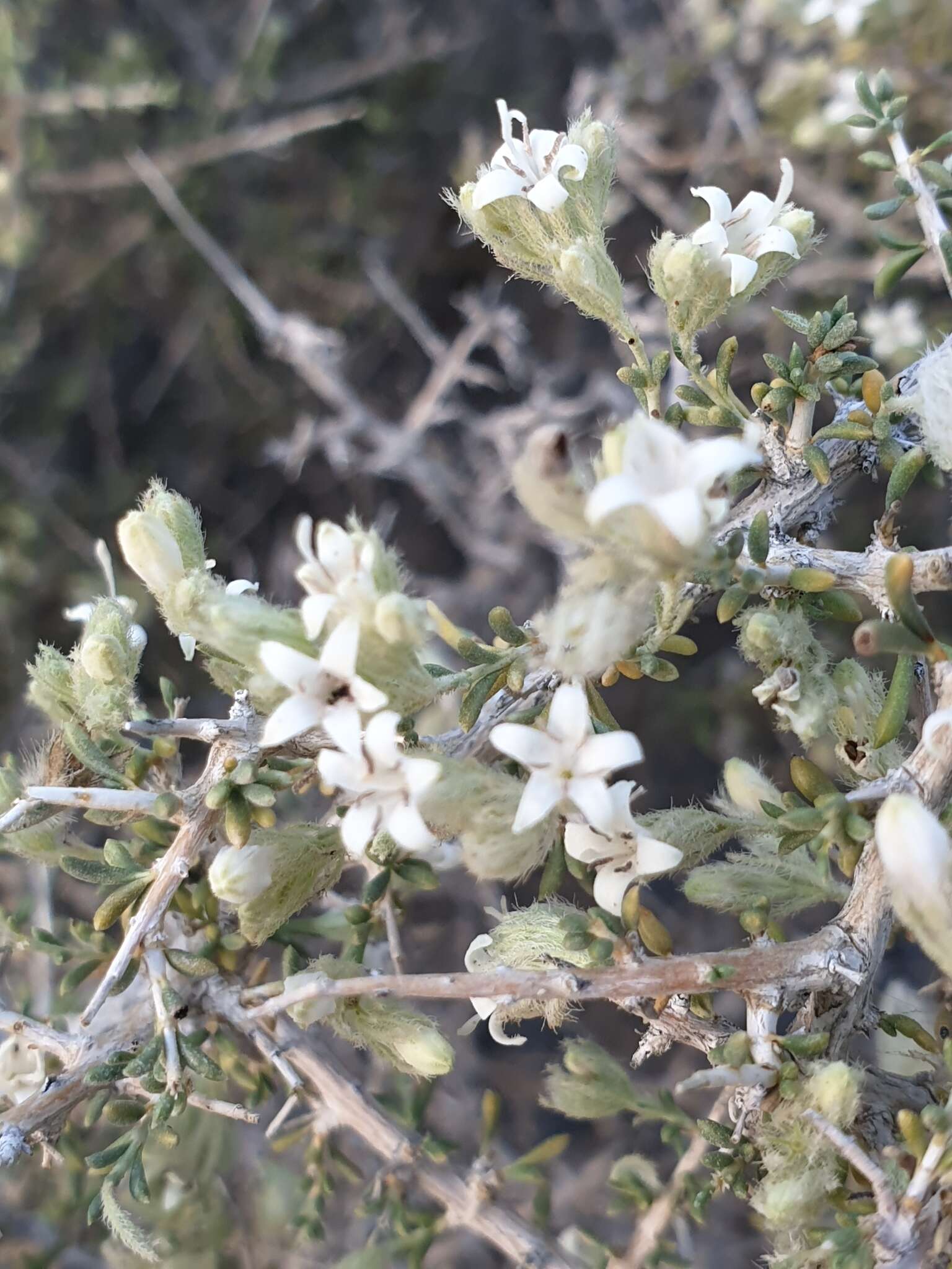 Image of Plocama aucheri (Guill.) M. Backlund & Thulin