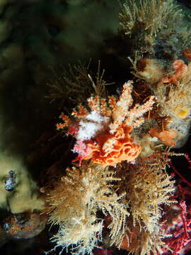 Image of Multicoloured sea fan