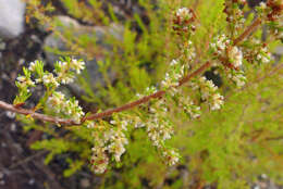 Plancia ëd Erica muscosa (Aiton) E. G. H. Oliver