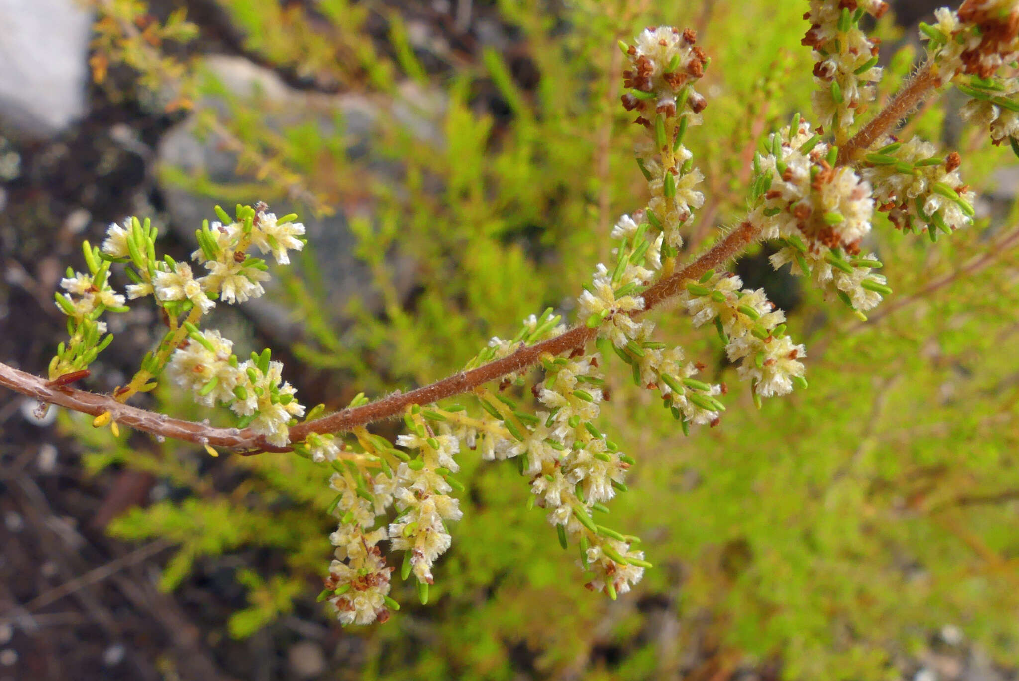 Plancia ëd Erica muscosa (Aiton) E. G. H. Oliver