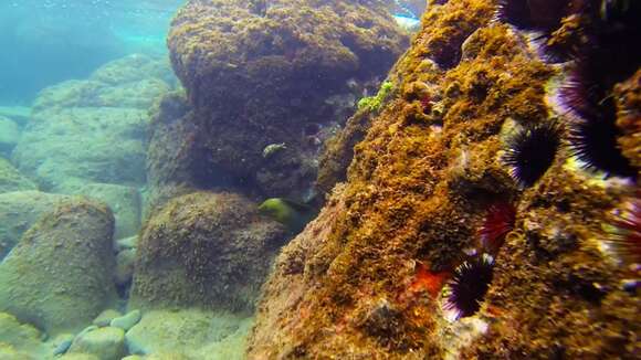 Image of Black Moray