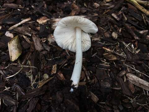 Image of Pluteus ephebeus (Fr.) Gillet 1876