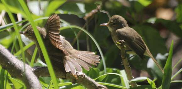 Image of Seychelles Brush Warbler