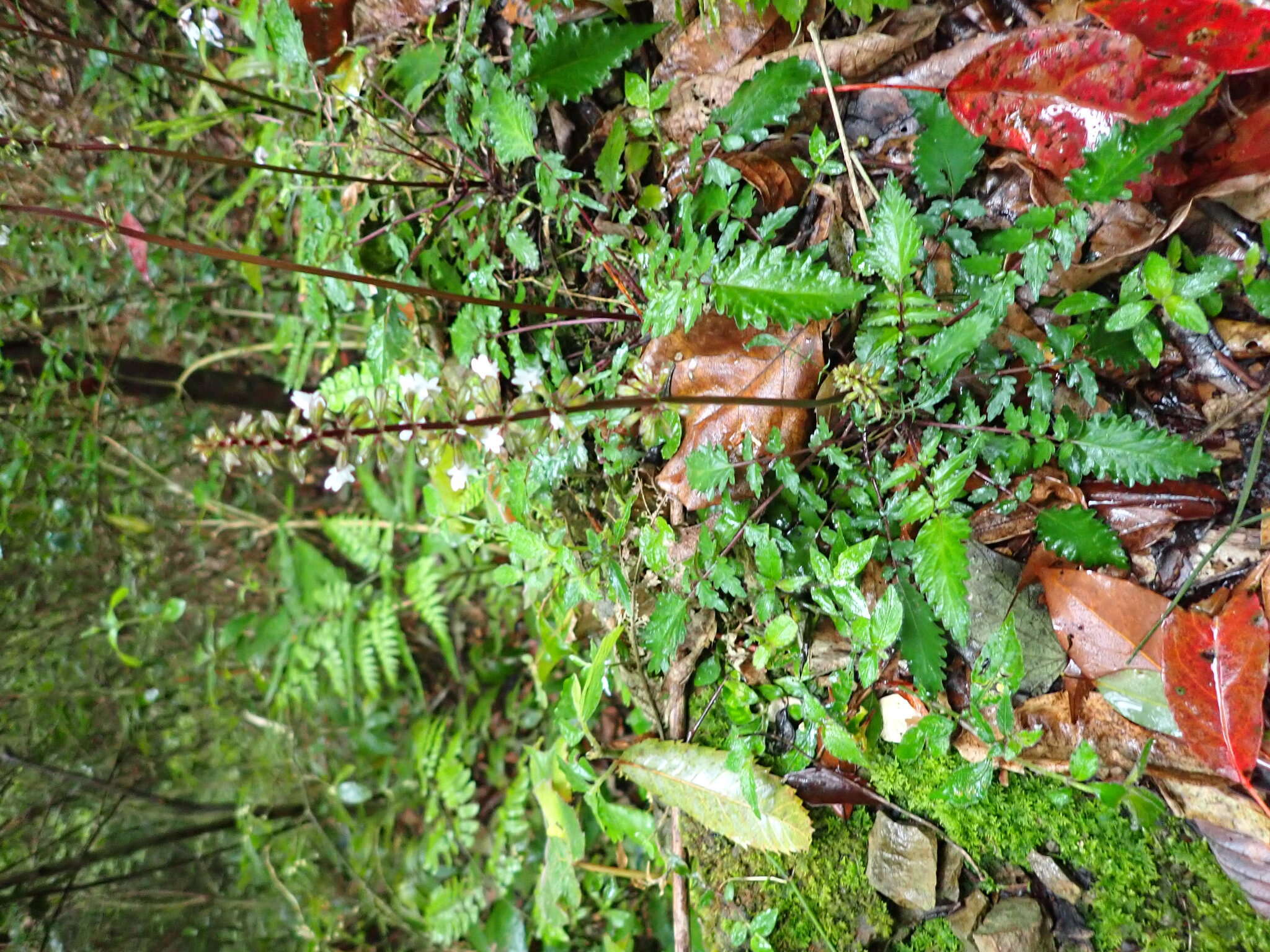 Image of Salvia hayatae Makino ex Hayata