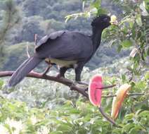 Image of Great Curassow