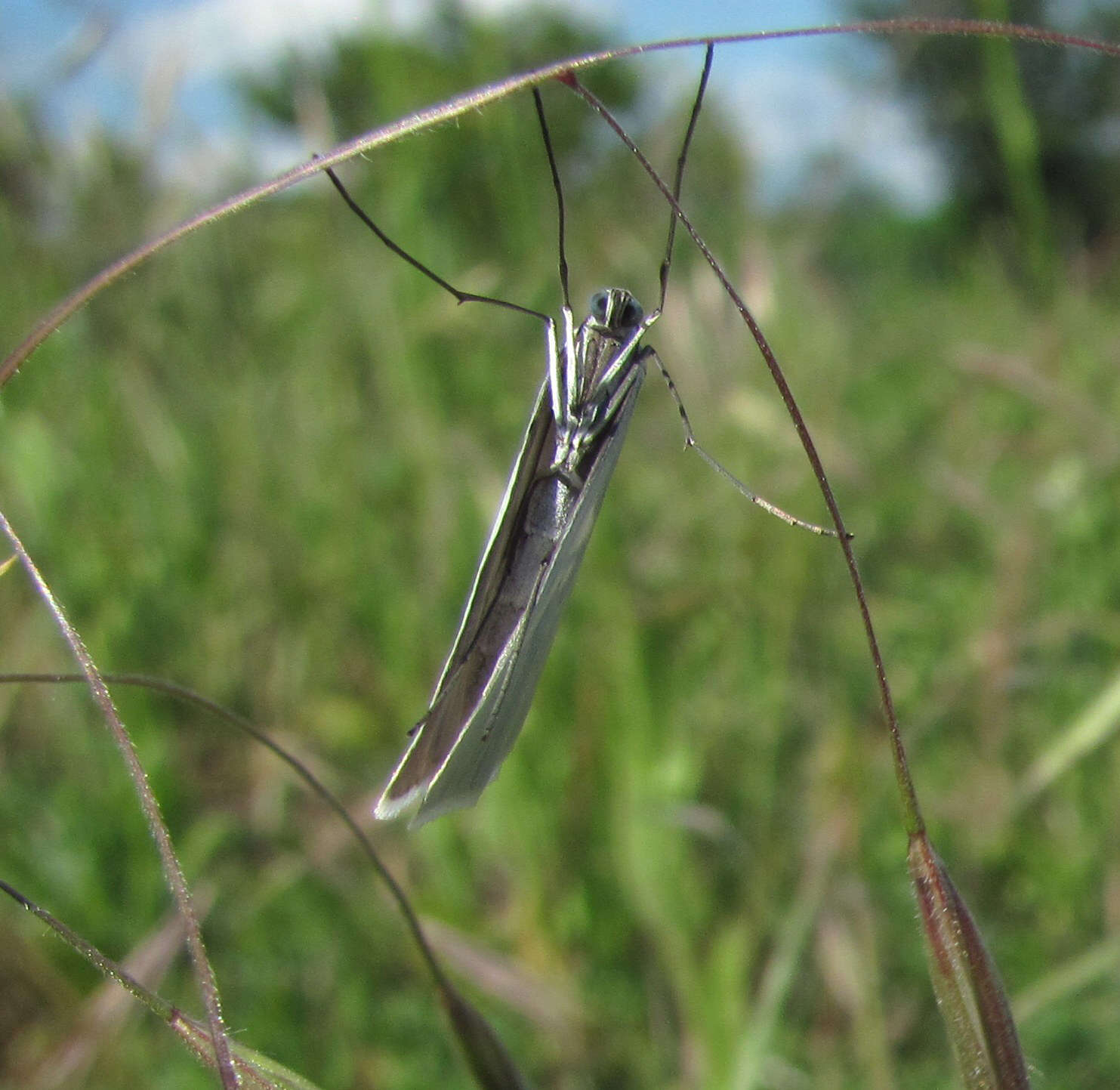 Image of Gypsochroa renitidata Hübner