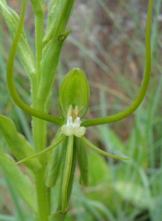 Habenaria clavata (Lindl.) Rchb. fil. resmi